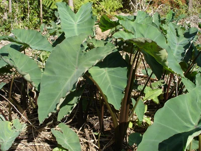 اروی (Cocoyam)