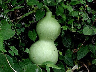 ٹنڈا دیسی