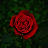 چینی (ریفائنڈ)