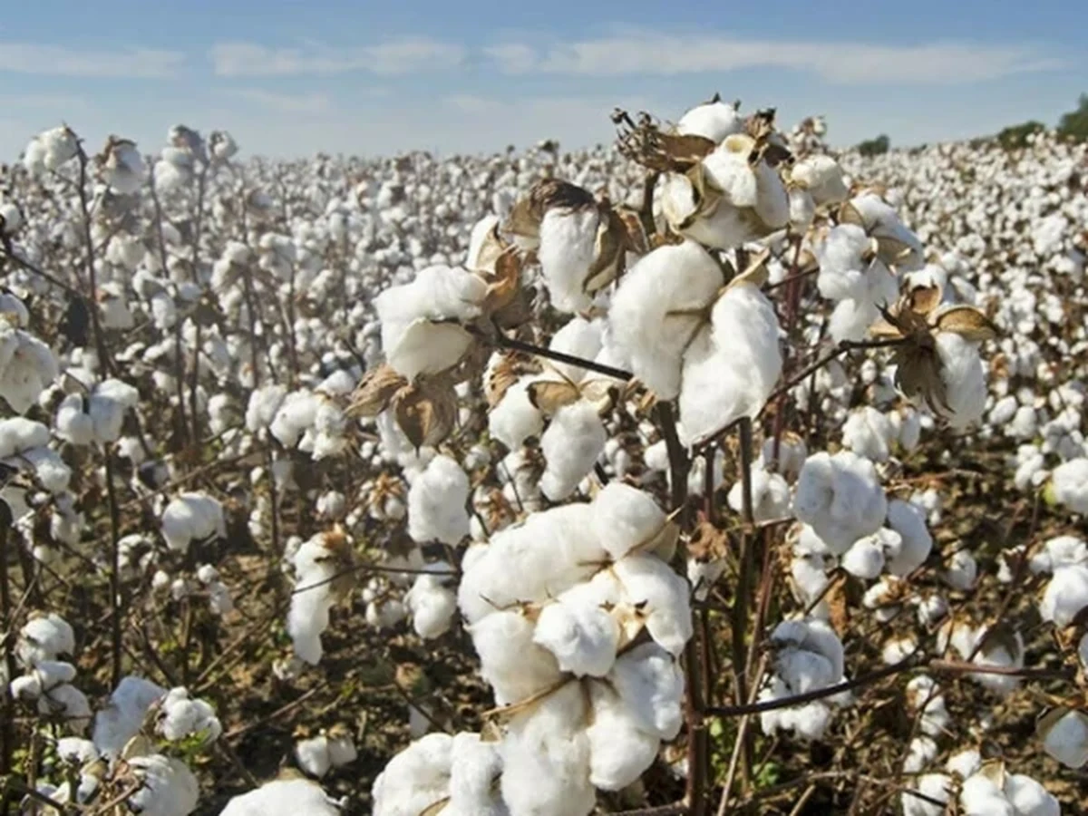 Pakistan is the only country where cotton production has decreased by 60% during 10 years, Chairman Cotton Geners